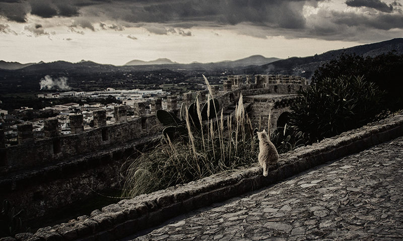 Fotografie Schloß auf Mallorca, Katze sitzt in der Abendsonne
