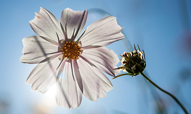 Fotografie Sonne in einer Blume