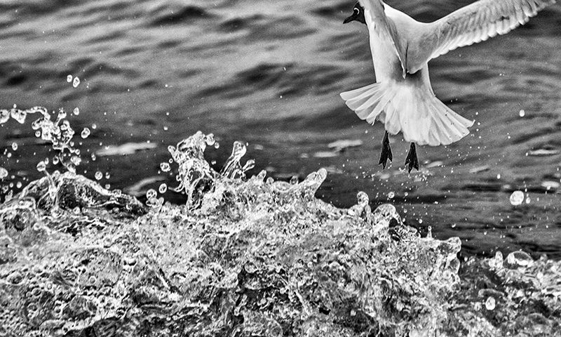 Fotografie Möwe fliegt vor einer Welle davon