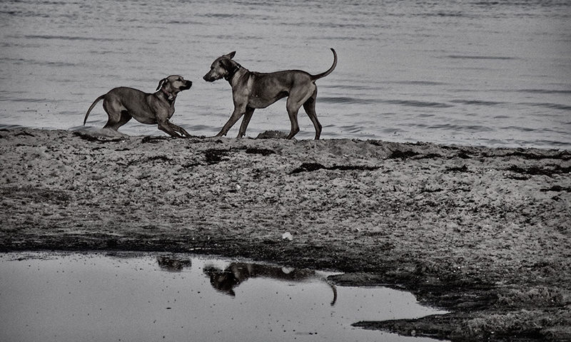 Fotografie spielende Hunde am Wasser